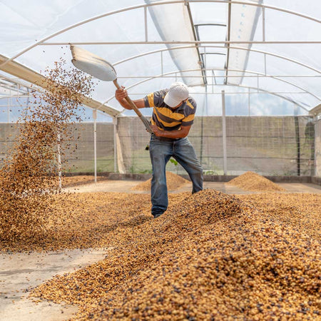 William Mora Merno, ASOPROAAA Cooperative member, grows and processes coffee at Finca Parritilla using sustainable methods.