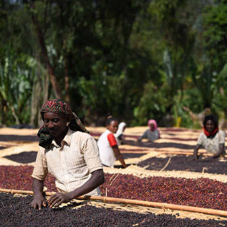 Telila Washing Station coffee lot: CBD-resistant varieties, pulped within 12 hours, washed for 24 hrs, dried under shade and sun on raised beds.
