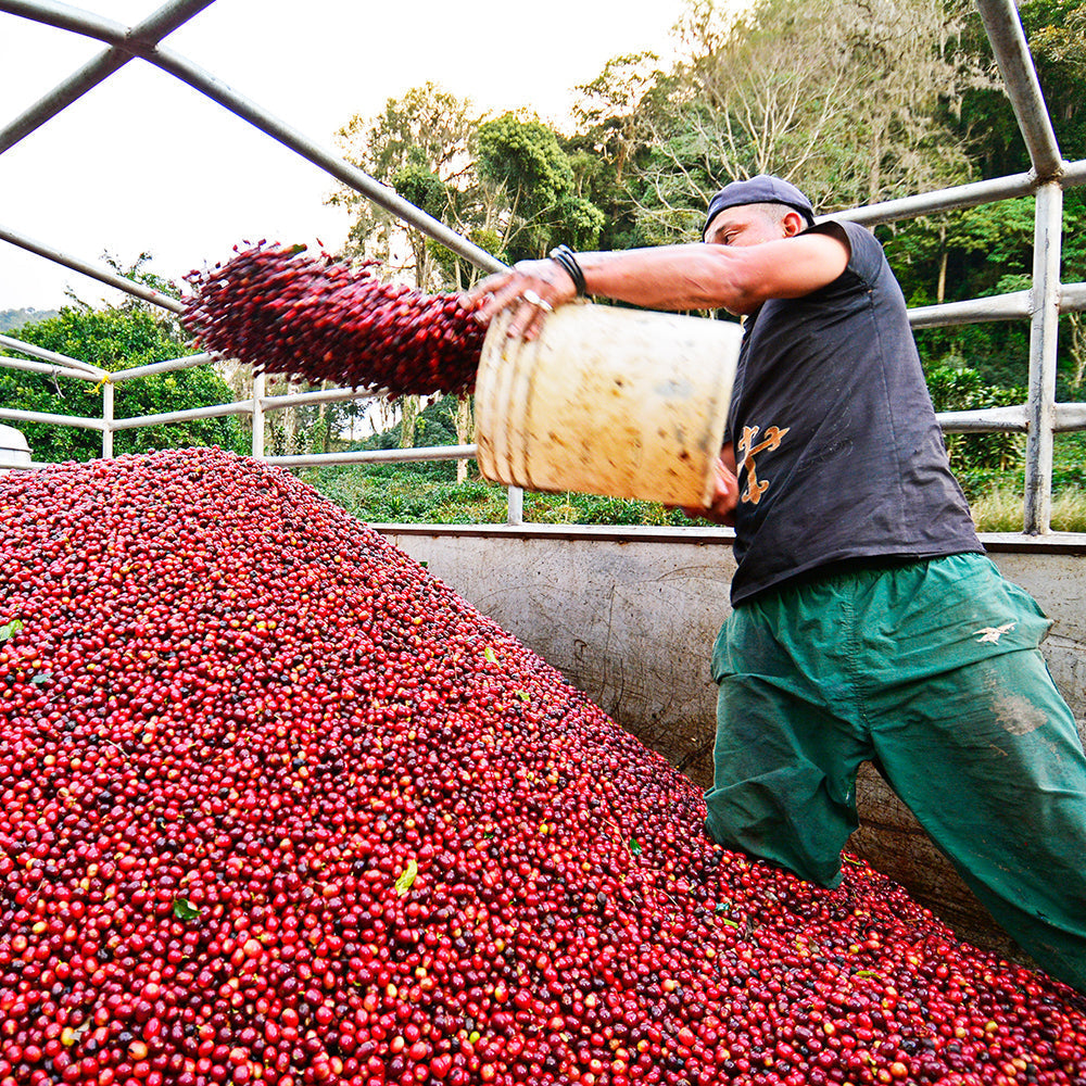 La Bastilla's 350 micro-lots grown in Jinotega and Matagalpa. Each zone based on distinct growing conditions, Las Brisas washed & dried at 45°C.