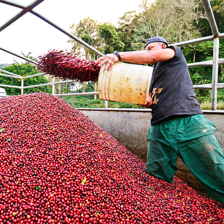 La Bastilla's 350 micro-lots grown in Jinotega and Matagalpa. Each zone based on distinct growing conditions, Las Brisas washed & dried at 45°C.